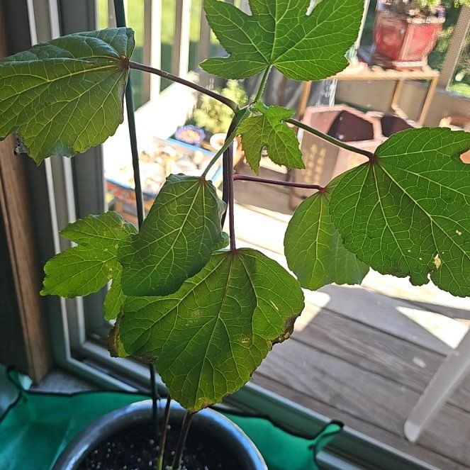 Photo of the plant species Roselle by @ScholarlyCorn named Hibiscus Sabariffa Roselle on Greg, the plant care app