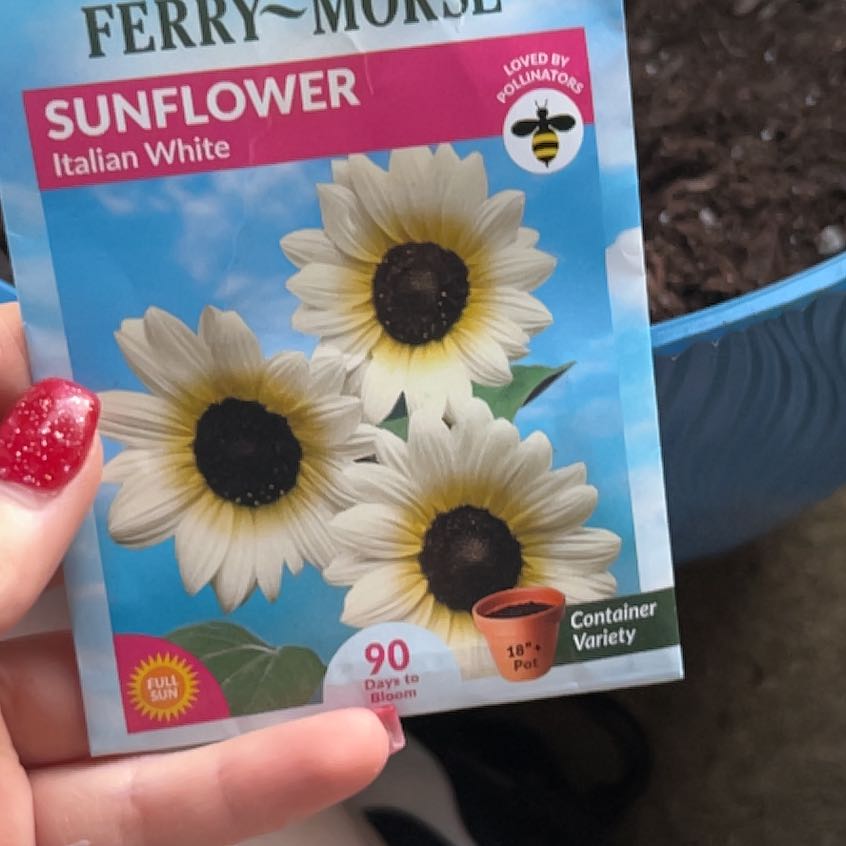 Photo of the plant species Italian White Sunflower by @PremierLemon35 named June on Greg, the plant care app