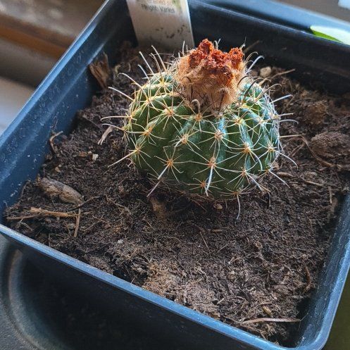 Photo of the plant species Miniature Barrel Cactus by @PlenaryKohleria named Zeus on Greg, the plant care app