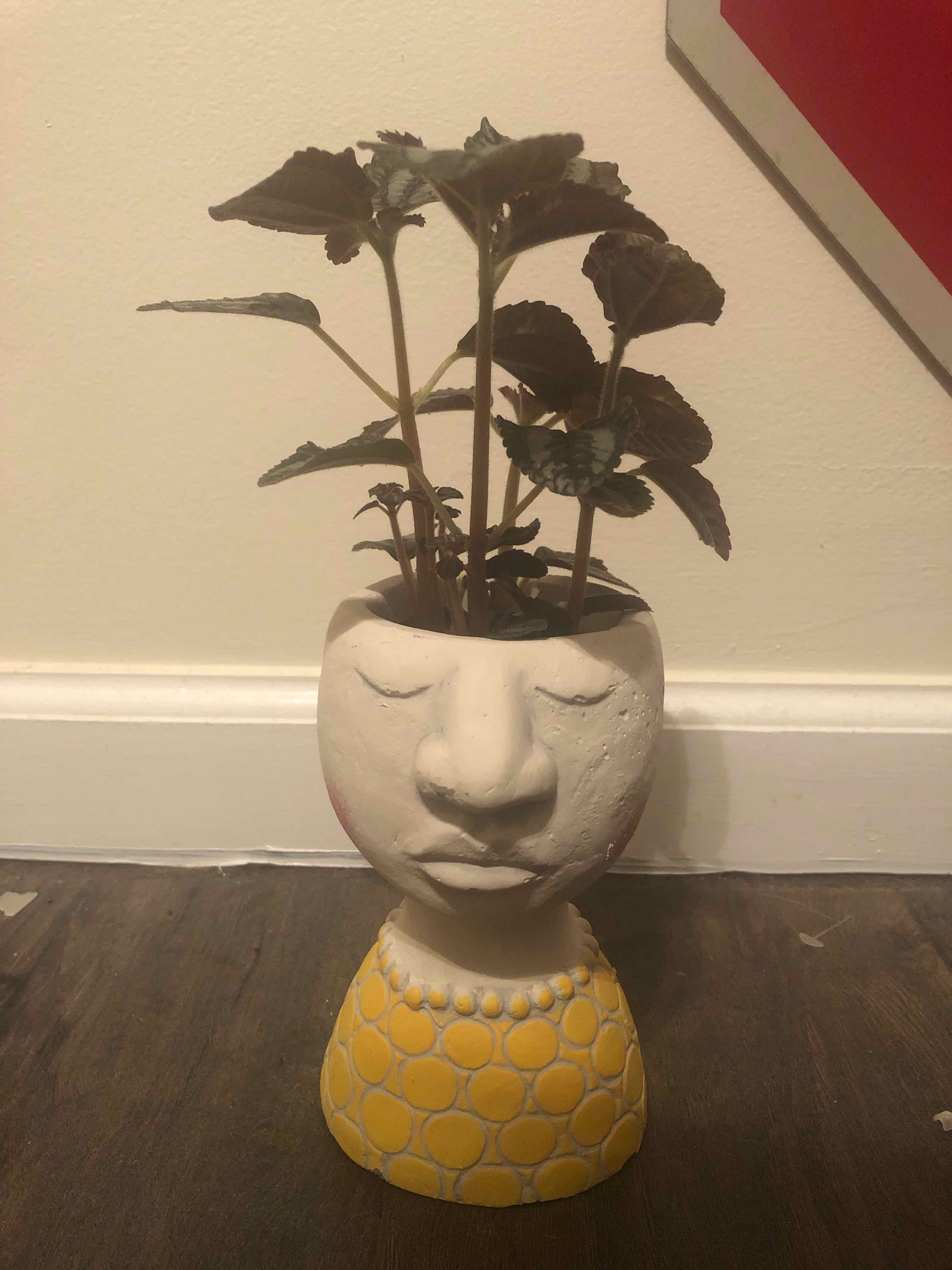 Pilea involucrata 'Norfolk' plant in a decorative face-shaped pot.