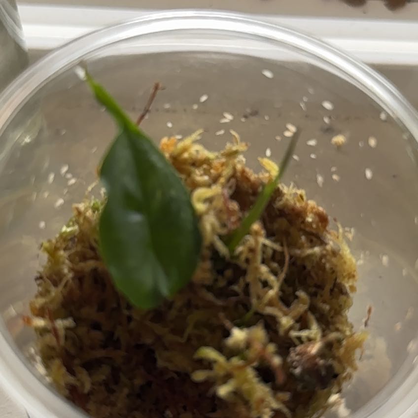 Photo of the plant species Anthurium draconopterum by @FerventRuby named Achilles on Greg, the plant care app