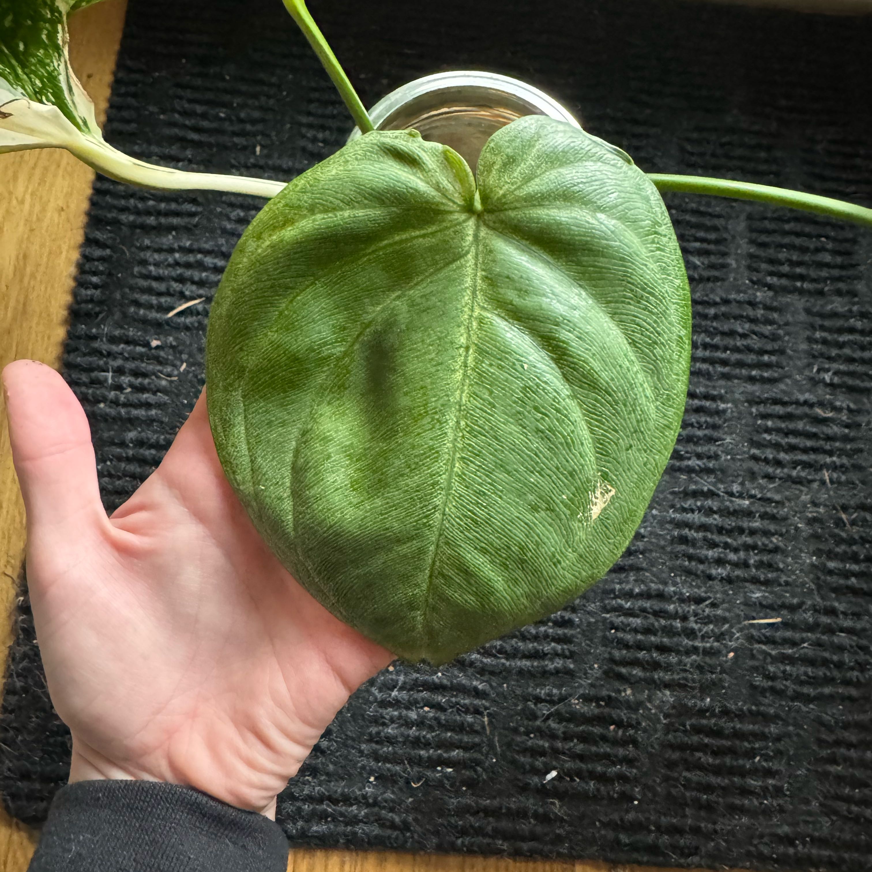 Photo of the plant species Syngonium Frosted Heart by @FerventRuby named Emerson on Greg, the plant care app