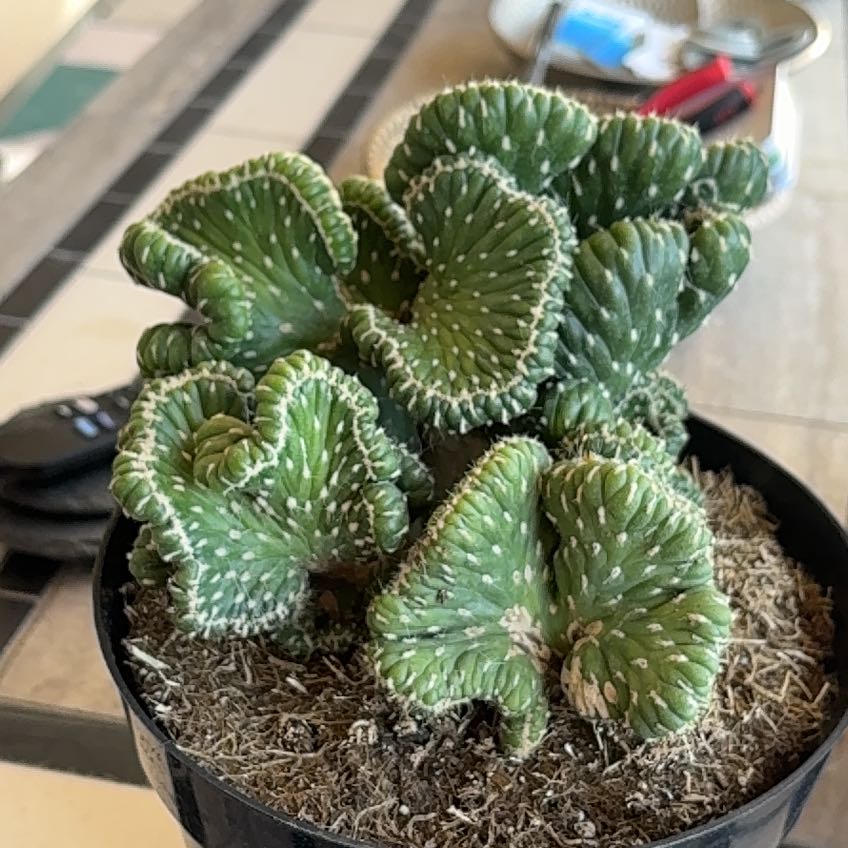 Photo of the plant species Emerald Idol Opuntia by @AceMossfern49 named ChloroPhil on Greg, the plant care app