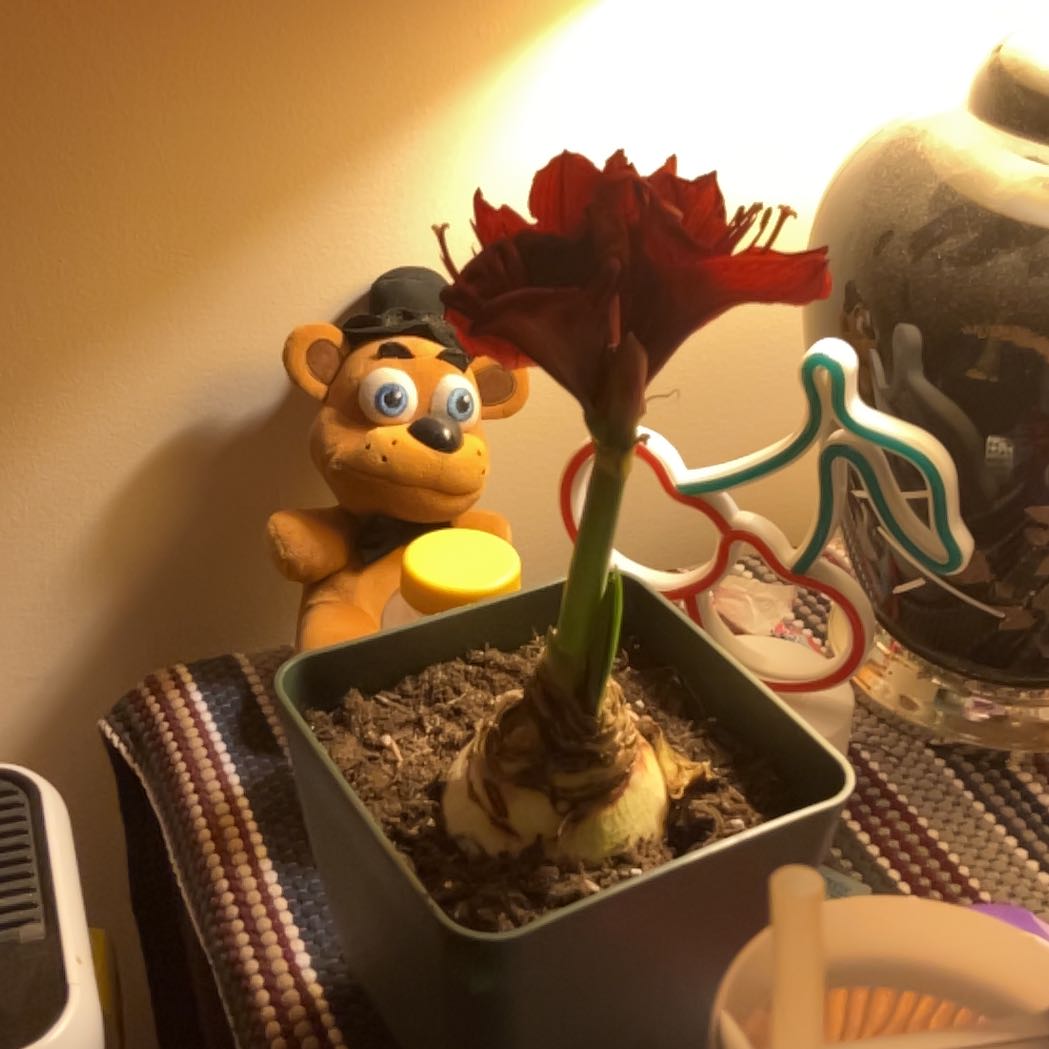 Photo of the plant species Assorted Stomatium by @SharpMuhlygrass named Anne on Greg, the plant care app