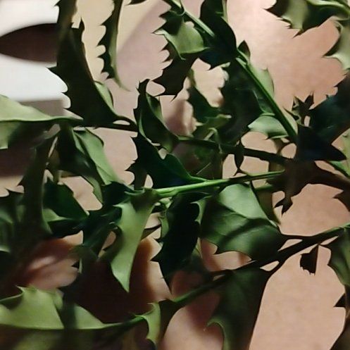 Photo of the plant species Chinese Holly by @StarRibbonplant named Kendall on Greg, the plant care app