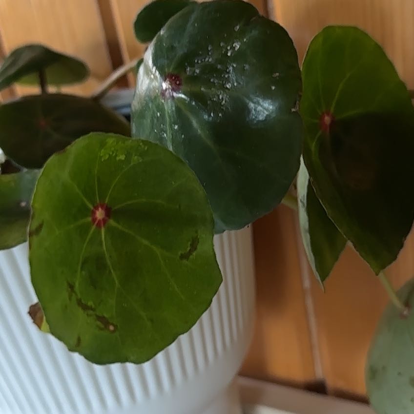 Photo of the plant species Red Ruby Begonia by @ZippyAssamtea56 named Herpes on Greg, the plant care app