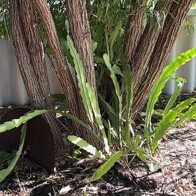 Photo of the plant species Long Strap Fern by @HardyBarbaryfig named Lavender on Greg, the plant care app