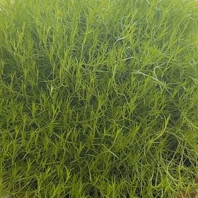 Photo of the plant species Scotch Moss by @BigwigPapaya84 named Alduin on Greg, the plant care app