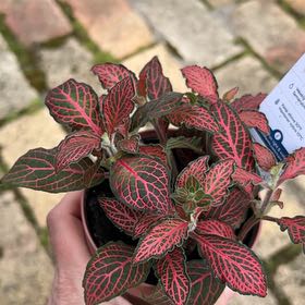 Photo of the plant species Fittonia 'Ruby Red' by @UprightTawa65 named Sigmund on Greg, the plant care app
