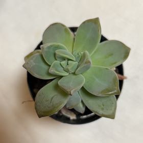 Photo of the plant species Ghosty by @UprightTawa65 named Diana on Greg, the plant care app