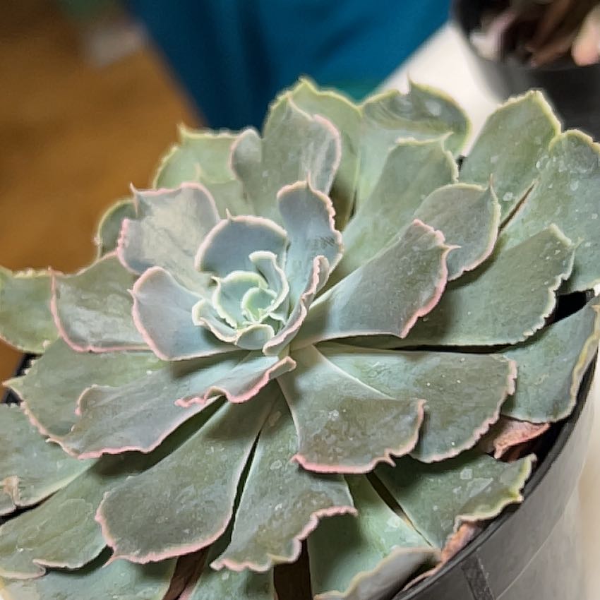 Photo of the plant species Echeveria Belen by @UprightTawa65 named Marilyn on Greg, the plant care app