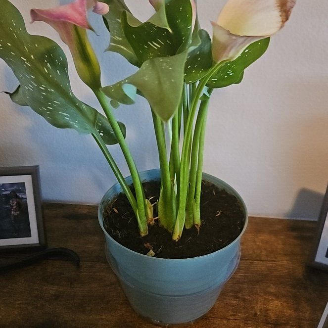 Photo of the plant species Pink Calla Lily by @AwakeLizardtail named Keanu Leaves on Greg, the plant care app