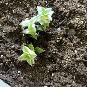 Photo of the plant species String of Buttons by @RealBanksrose62 named Elle on Greg, the plant care app