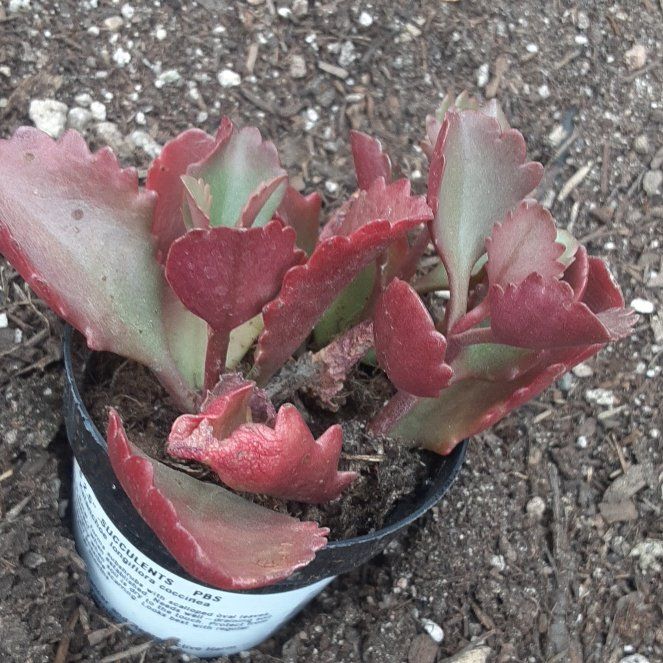 Photo of the plant species Kalanchoe longiflora var. coccinea by @AlertSalad39 named Einstein on Greg, the plant care app