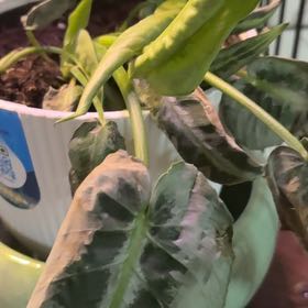 Photo of the plant species Silver Form by @OpenlyDecodon33 named Zion on Greg, the plant care app