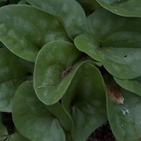 Photo of the plant species Hexastylis arifolia by @PeakFirebush81 named Luna on Greg, the plant care app
