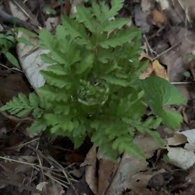 Photo of the plant species Sceptridium dissectum by @PeakFirebush81 named Hamilton on Greg, the plant care app
