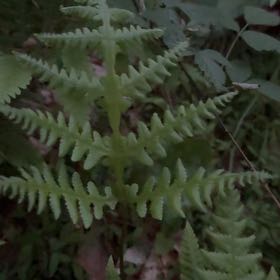 Photo of the plant species Wing Fern by @PeakFirebush81 named Fernie Saunders on Greg, the plant care app
