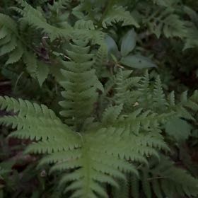 Photo of the plant species Oak Fern by @PeakFirebush81 named Gregarious on Greg, the plant care app
