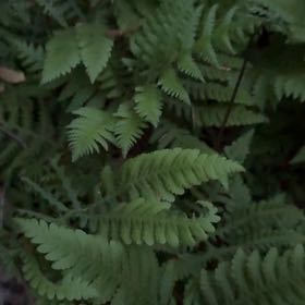 Photo of the plant species Oak Fern by @PeakFirebush81 named Stella on Greg, the plant care app