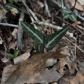 Photo of the plant species Spotted Wintergreen by @PeakFirebush81 named Bodhi on Greg, the plant care app