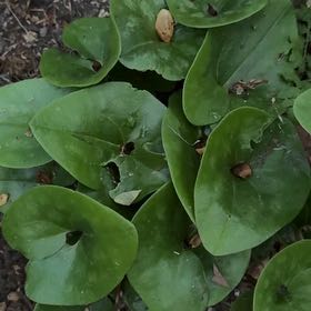 Photo of the plant species Hexastylis arifolia by @PeakFirebush81 named Tupot amaroot on Greg, the plant care app