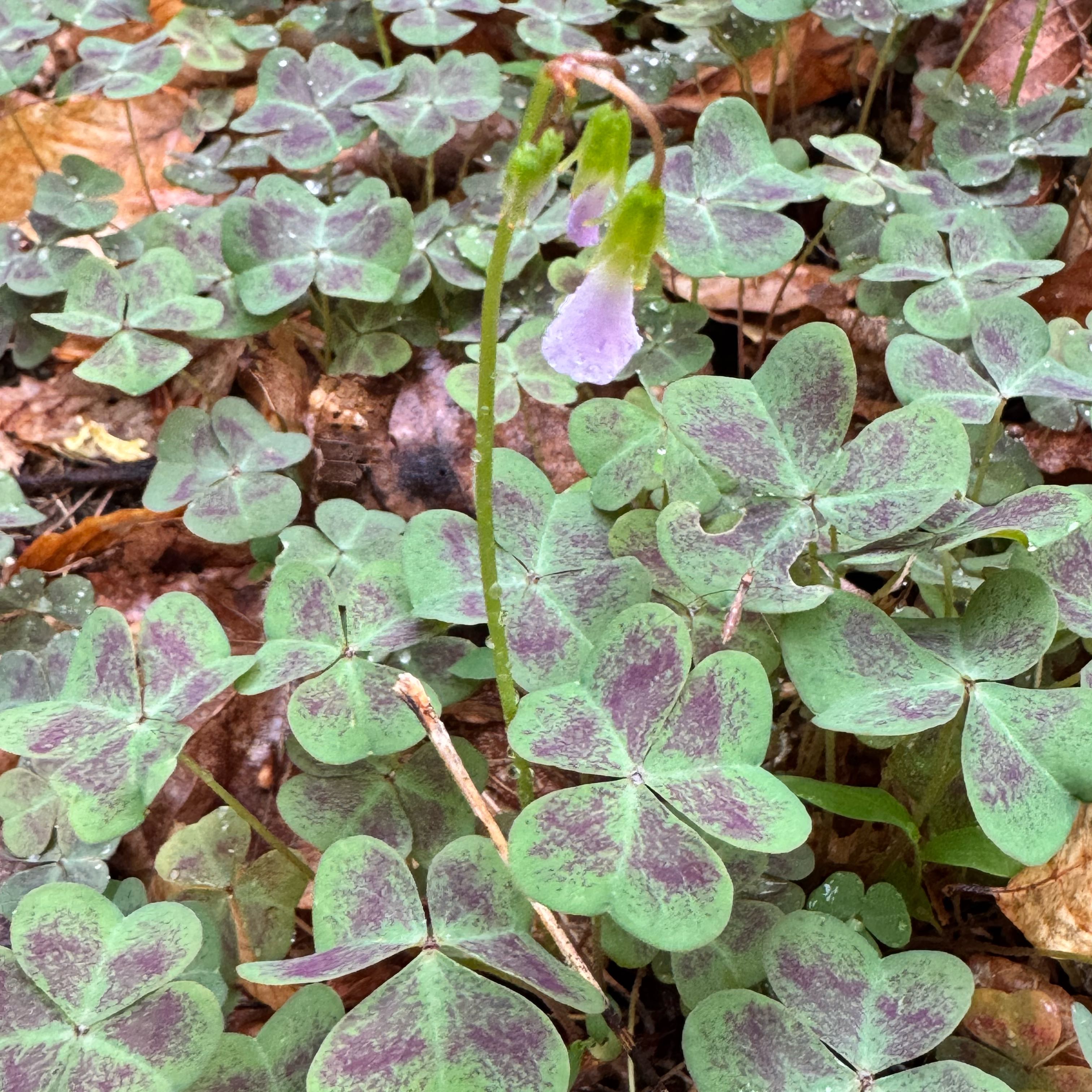 Photo of the plant species Violet Woodsorrel by @PeakFirebush81 named Gaga on Greg, the plant care app