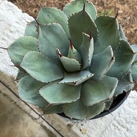 Photo of the plant species Artichoke Agave by @BestNiaouli73 named Fernie Saunders on Greg, the plant care app