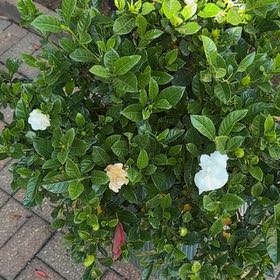 Photo of the plant species Gardenia 'August Beauty' by @BestNiaouli73 named Emerson on Greg, the plant care app