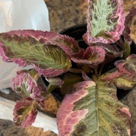Photo of the plant species Episcia 'Cleopatra' by @YesBroom29 named Lavender on Greg, the plant care app
