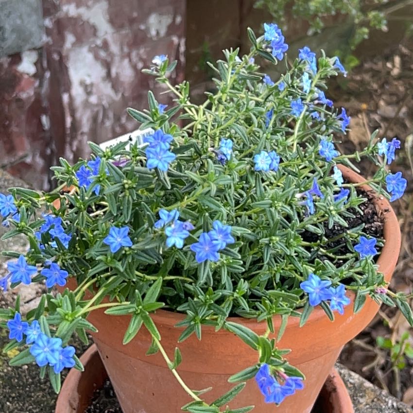 Photo of the plant species Grace Ward Lithodora by @BoldPeanut14 named Orwell on Greg, the plant care app