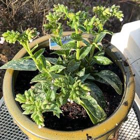 Photo of the plant species Twinkle Toes Lungwort by @BoldPeanut14 named Walt on Greg, the plant care app