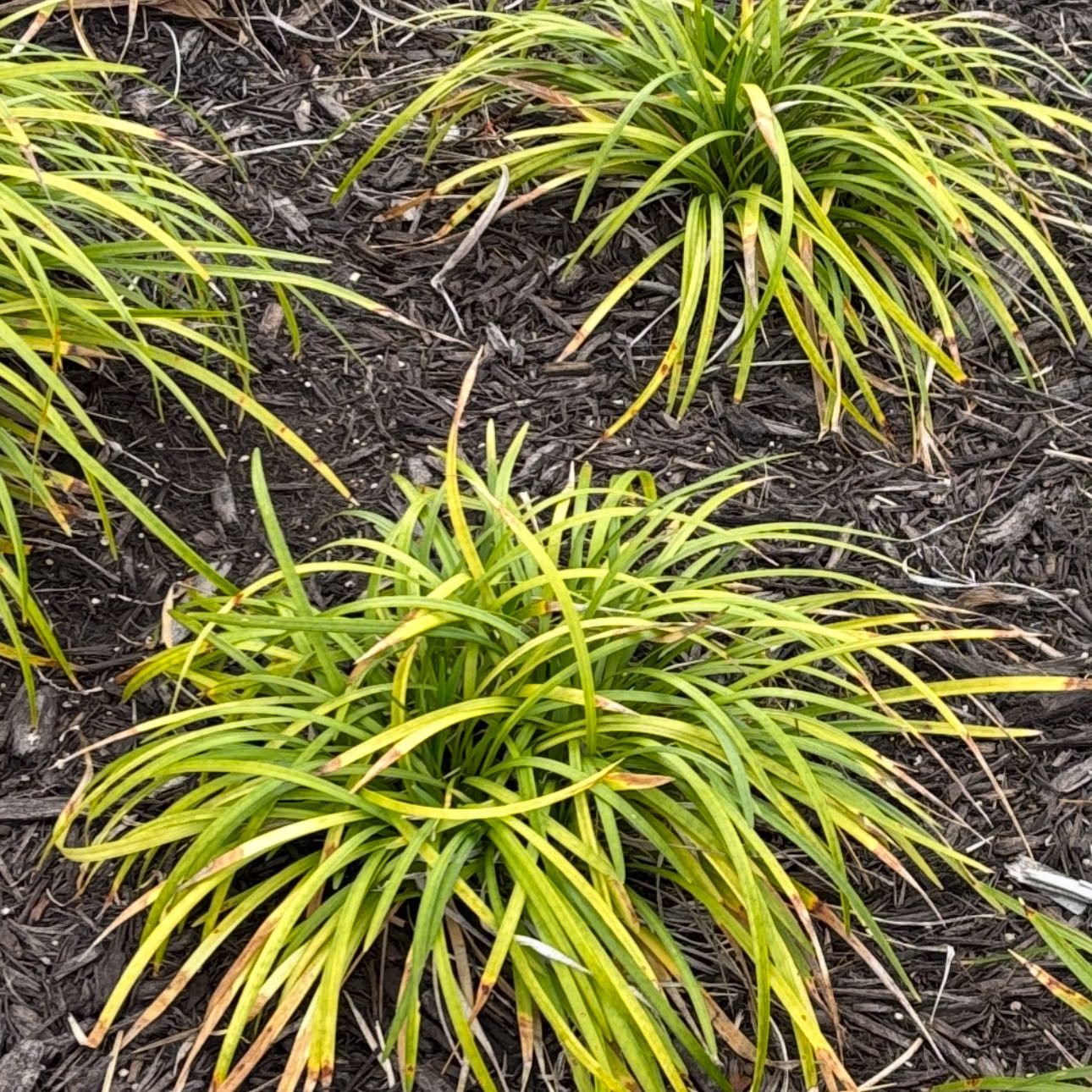 Photo of the plant species Mondo grass by @SizableCatnip named Homer on Greg, the plant care app