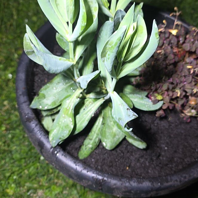 Photo of the plant species Lisianthus 'Voyage 2 Lavender' by @SharpCoralspot named Wall-E on Greg, the plant care app