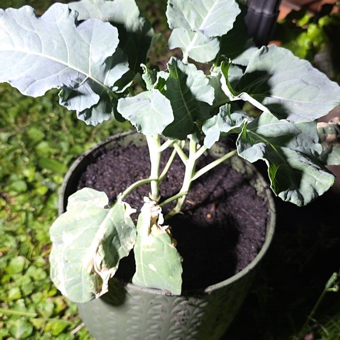 Photo of the plant species Broccoli by @SharpCoralspot named Sherlock on Greg, the plant care app