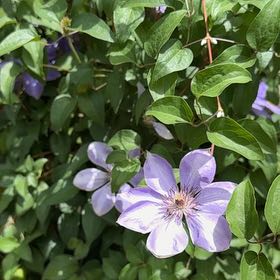 Photo of the plant species Italian Leather Flower by @SplendidJonquil named Mollie on Greg, the plant care app