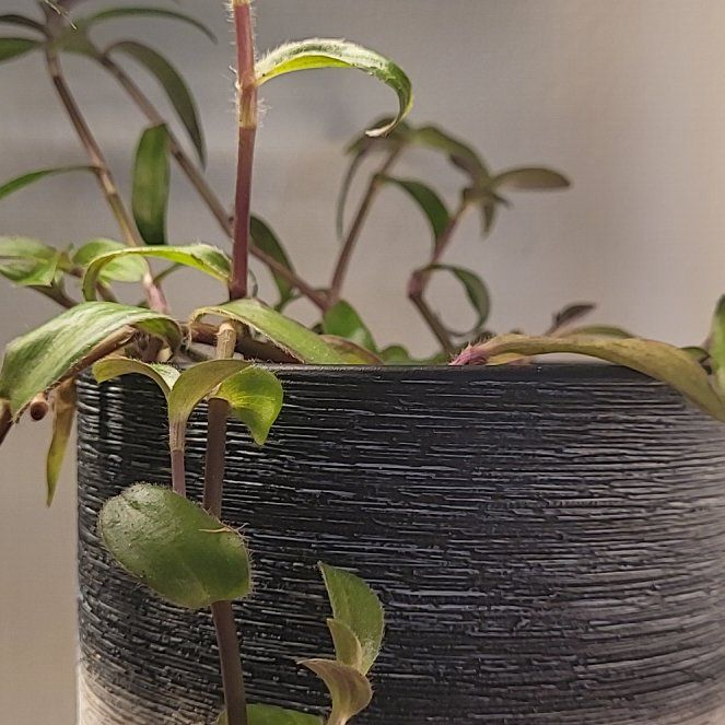 Photo of the plant species Pale Puma by @ZingyPinetree named Rosa on Greg, the plant care app