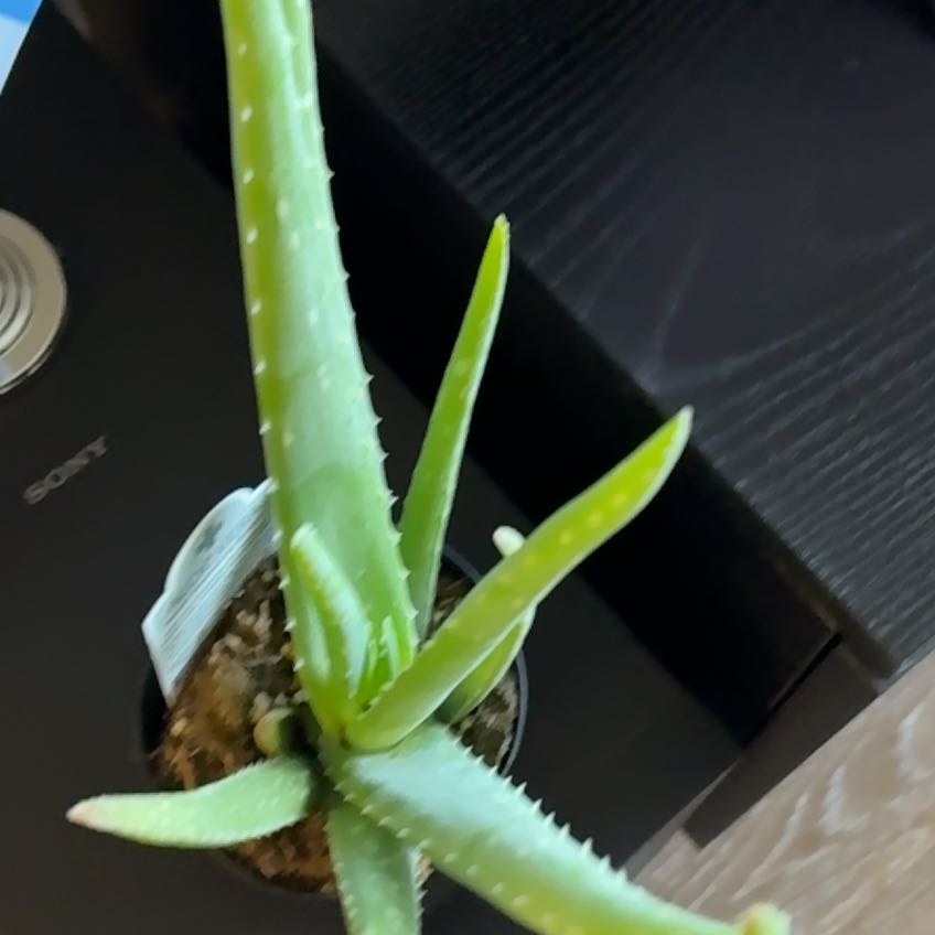 Photo of the plant species Aloe Barbadensis by @WinMedeola31 named Doja Cat on Greg, the plant care app