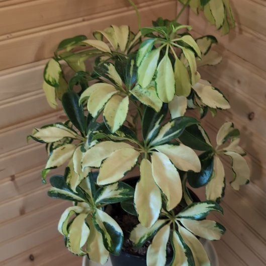 Photo of the plant species Dwarf Umbrella Tree 'Gold Capella' by @ResoluteFicus13 named Eva on Greg, the plant care app
