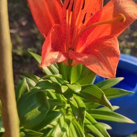 Photo of the plant species Forever Susan Asiatic Lily by @NimbleLimebasil named Forever Susan on Greg, the plant care app