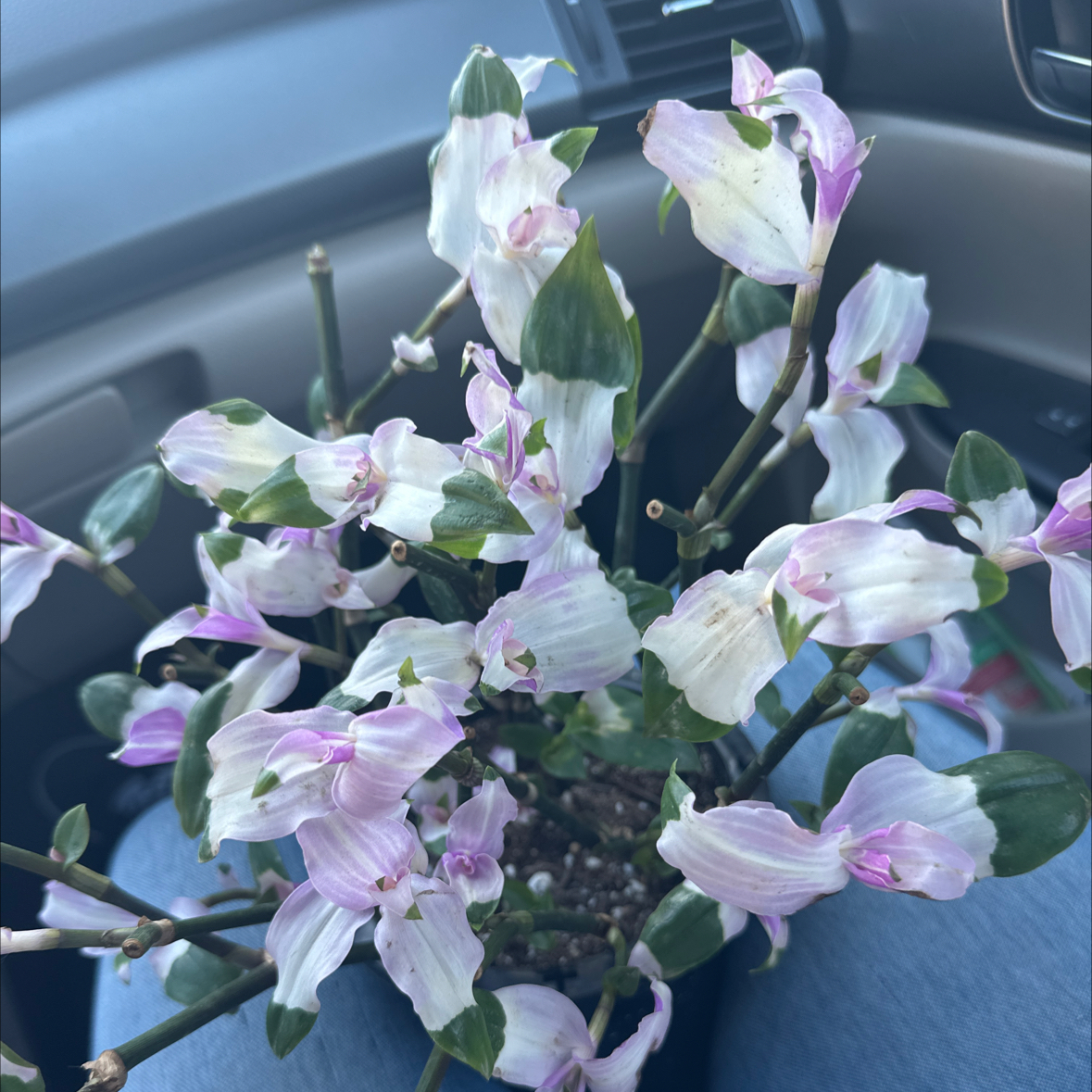 Photo of the plant species Tradescantia Blushing Bride by @WorthyOrchid19 named ChloroPhil on Greg, the plant care app