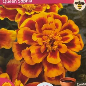 Photo of the plant species French Marigold 'Queen Sophia' by @Aubreygarton named Scarlett on Greg, the plant care app