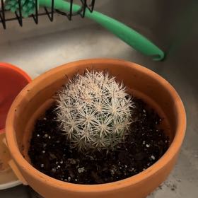 Photo of the plant species Strawberry Cactus by @SpiffySalad38 named Josh on Greg, the plant care app