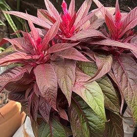 Photo of the plant species Dragon's Breath Celosia by @StatelyOnion14 named Demi on Greg, the plant care app