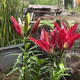 Photo of the plant species Red Lily by @StatelyOnion14 named Hamilton on Greg, the plant care app