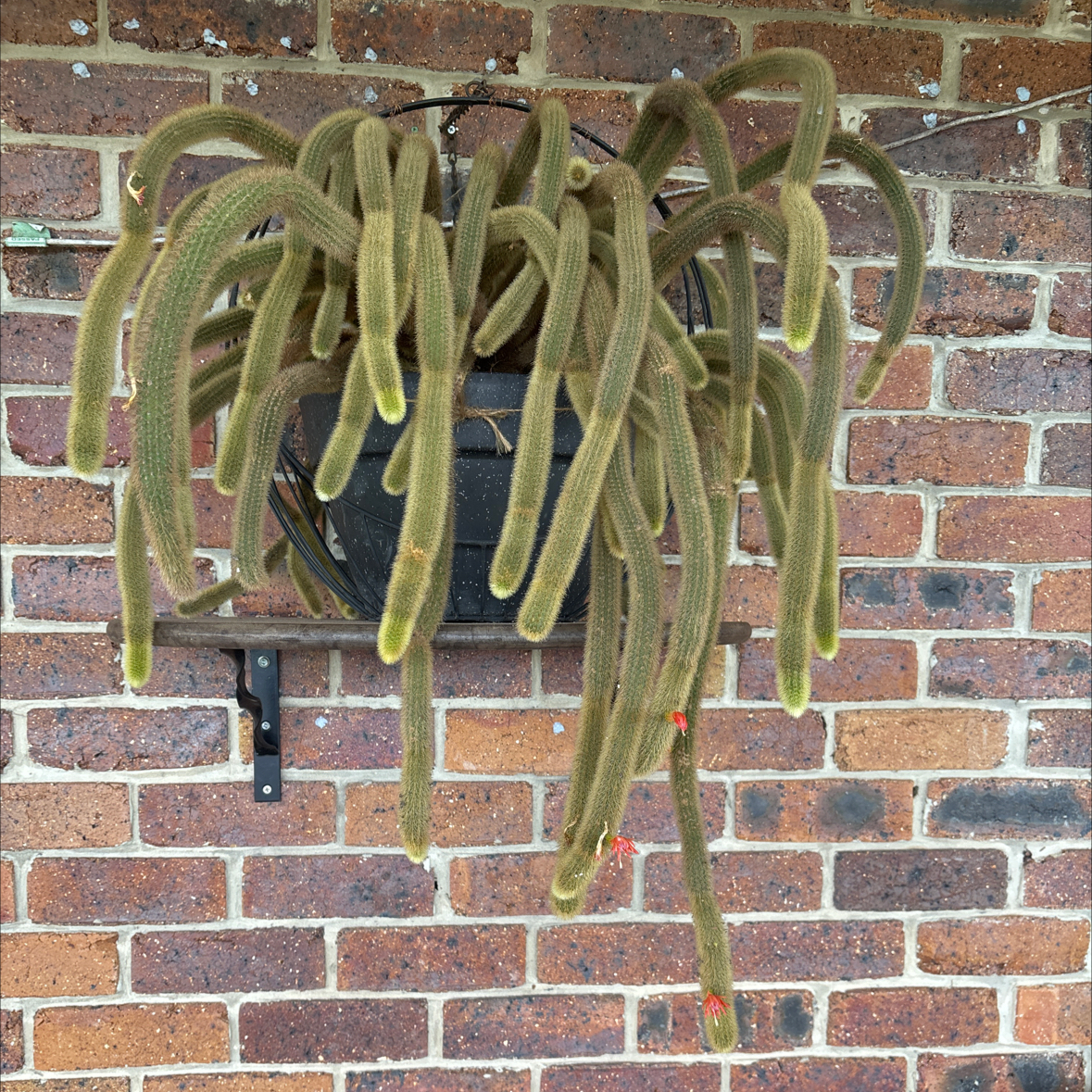 Photo of the plant species Golden Rat Tail by @StatelyOnion14 named Monkey on Greg, the plant care app