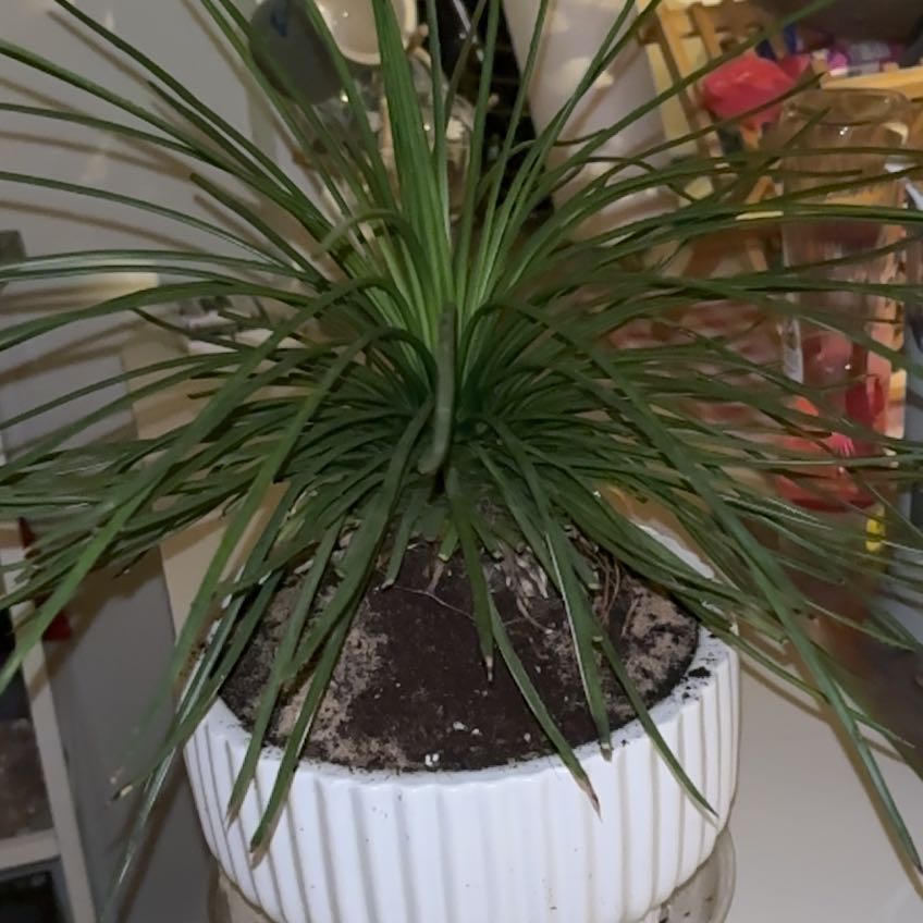 Photo of the plant species Agave stricta 'Nana' by @ClearJuneplum94 named Einstein on Greg, the plant care app