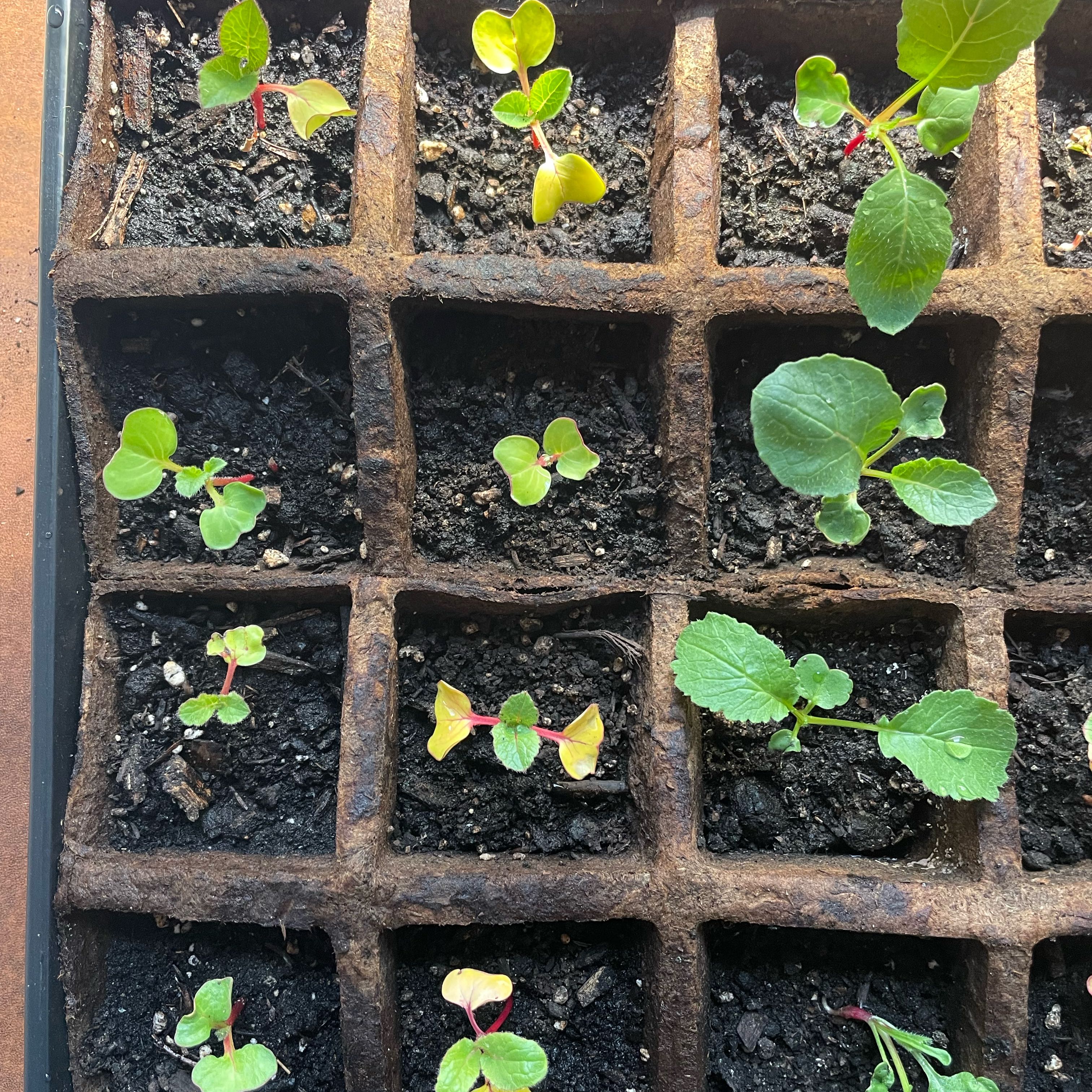 Photo of the plant species Cherry Belle Radish by @FancyJerseyfern named Rosa on Greg, the plant care app