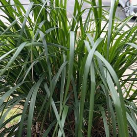Photo of the plant species Karl forrester by @DandyCosmo6 named Scarlett on Greg, the plant care app