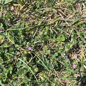 Photo of the plant species Jointed Woodsorrel by @DandyCosmo6 named Harry on Greg, the plant care app